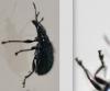 Lasiorhynchites sp.